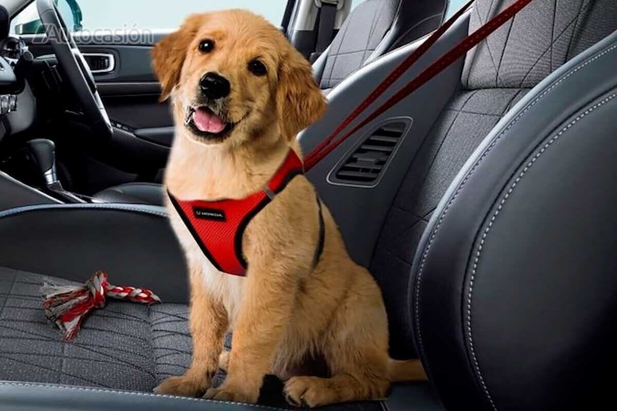 Perro en coche