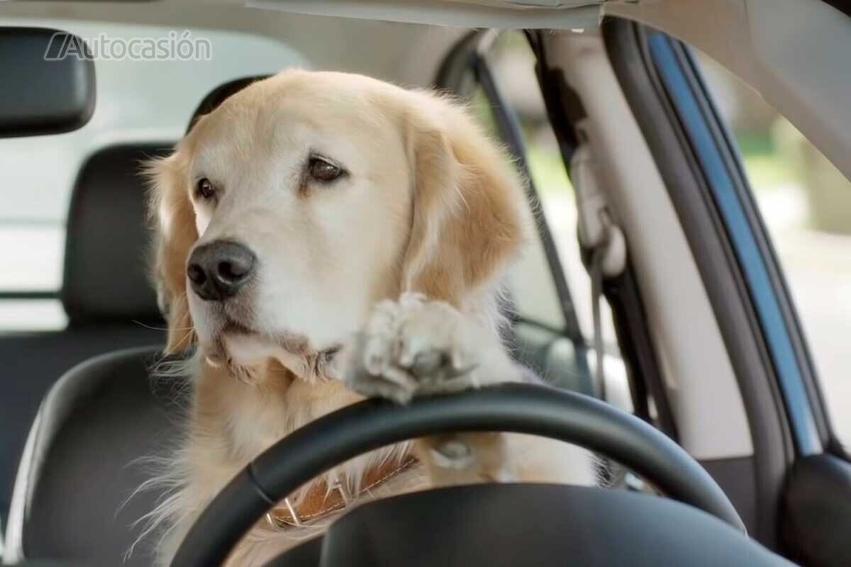 Perro al volante