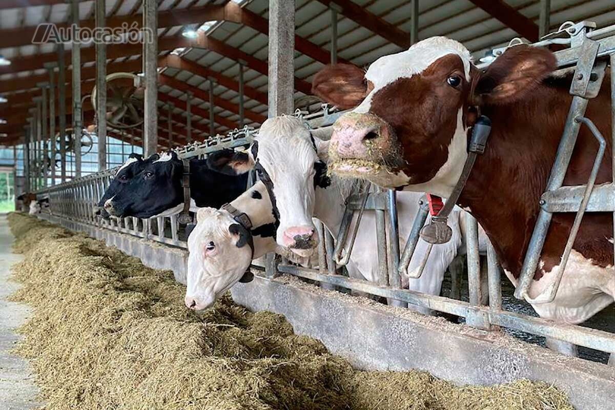 Cows 