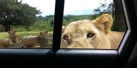 Un león abre la puerta de un coche en un Safari… ¡y lo graban en vídeo!