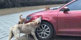 Perros destrozan un coche… ¡por venganza!