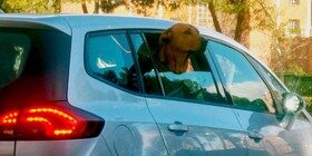 Cuál es la multa por circular indebidamente con mi mascota en el coche
