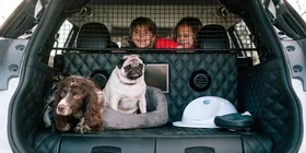 Nissan X-Trail 4Dogs, el coche perfecto para transportar mascotas