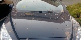 ¿Tienes el coche sucio? Cuidado que te pueden multar