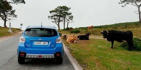 Silbato repelente de animales en carretera que evita accidentes para coche  por 6 euros