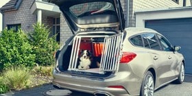Esta es la multa por llevar indebidamente a mi mascota en el coche