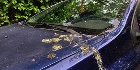 Guía rápida sobre cómo limpiar las cagadas de pájaros del coche