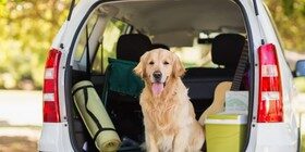 ¿Puedo coger el coche para llevar a mi mascota al veterinario? Te damos la respuesta.