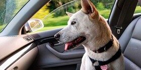 Los peligros de dejar a tu perro dentro del coche ¡hasta 54 grados!