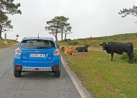Contaminan más las vacas que los coches
