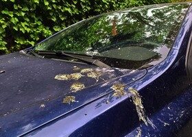 Cómo limpiar cágadas del pájaro del coche