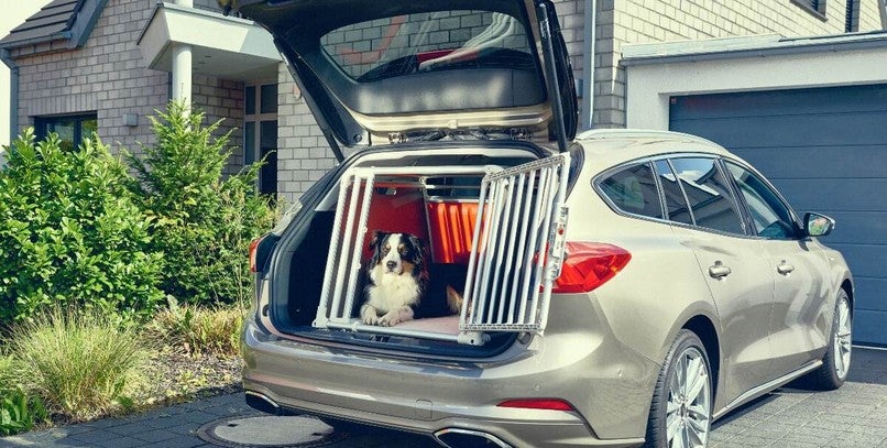 Esta es la multa por llevar indebidamente a mi mascota en el coche