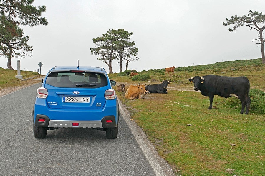 Contaminan más las vacas que los coches